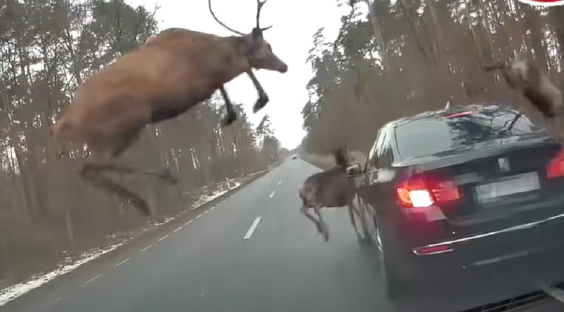 Jelenia črieda šokovala vodiča BMW. To, čo urobili, presahuje vašu myseľ!