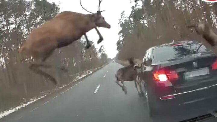 Jelenia črieda šokovala vodiča BMW. To, čo urobili, presahuje vašu myseľ!